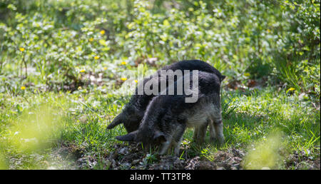 Zwei haarige Schweine graben den Boden im Wald. Stockfoto