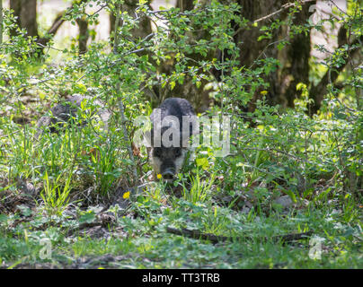 Sorgfältige behaarten Schwein kommt aus den Büschen. Stockfoto