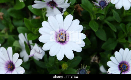 Blühende Kapkörbchen, mit weißen Blüten und rotem Purpur in der Mitte. Stockfoto