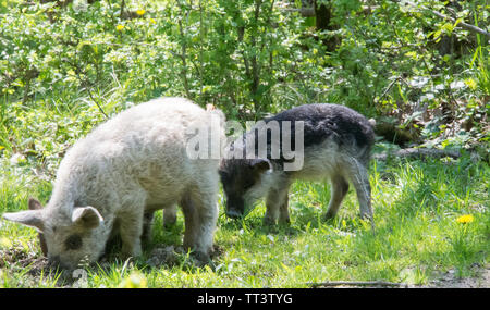 Haarige des Ungarischen heep Schwein" Rasse Mangalitsa. Stockfoto