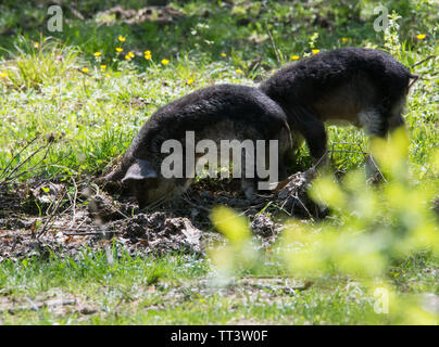 Haarige Schafe Schweine (mangalitsa) graben den Schmutz auf der Suche nach Nahrung. Stockfoto