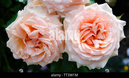 Nahaufnahme von zwei leichten Pfirsich Rosen in voller Blüte. Stockfoto