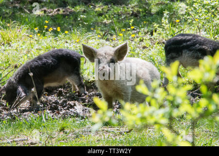 Junge weiß behaarten Schwein in die Kamera schaut. Rasse der ungarischen Mangalica. Russland, die Region Krasnodar. Stockfoto