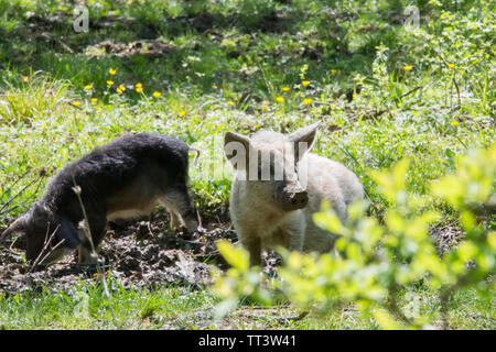 Haarige Schafe Schweine (mangalitsa) auf der Suche nach Nahrung. Stockfoto