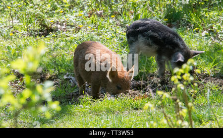 Haarige des Ungarischen heep Schwein" Rasse Mangalitsa. Stockfoto