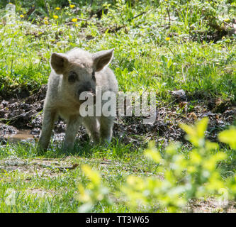 Junge weiß behaarten Schwein in die Kamera schaut. Rasse der ungarischen Mangalica. Russland, die Region Krasnodar. Stockfoto