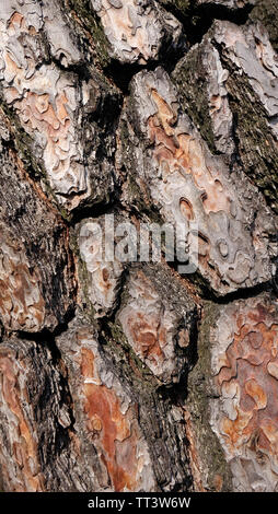 Nahaufnahme von pinienrinde Textur, mit tiefen Falten und Muster. Stockfoto