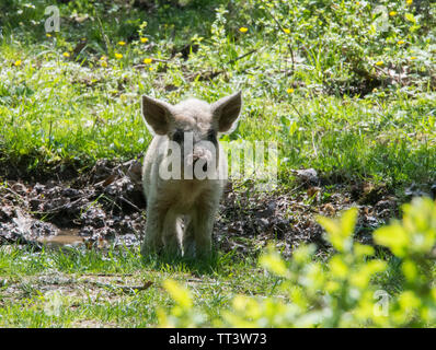 Junge weiß behaarten Schwein in die Kamera schaut. Rasse der ungarischen Mangalica. Russland, die Region Krasnodar. Stockfoto