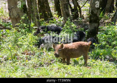 Die haarigen Ungarischen roten heep Schwein" Rasse Mangalitsa. Stockfoto
