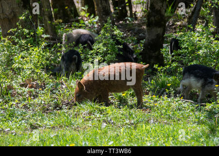 Haarige des Ungarischen heep Schwein" Rasse Mangalitsa. Stockfoto