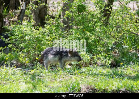 Lustige haarige Baby Schweine im grünen Sträuchern. Stockfoto