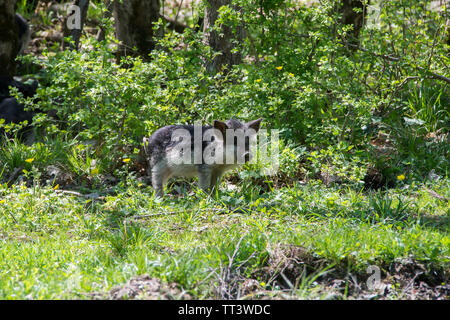 Lustige haarige Baby Schweine im grünen Sträuchern. Stockfoto