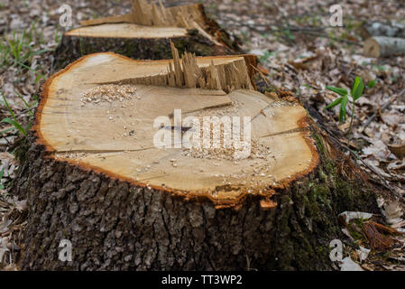 Frische Stumpf eines sehr großen Eiche. Stockfoto