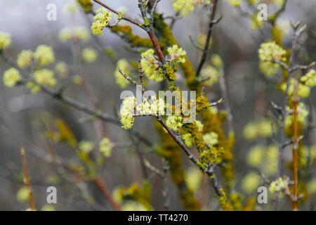 Schönen Zweig mit leuchtend gelben Blumen auf verschwommenes natürlichen, grünen Hintergrund. Weiche selektive Makrofokus carneol Cherry Blossom Stockfoto