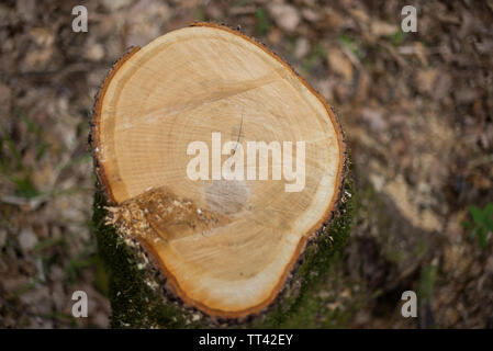 Risse Eiche stumpf. Die Aussicht von oben. Selektive konzentrieren. Stockfoto