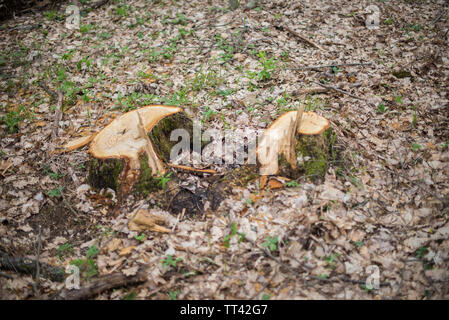 Zwei stumpf unter trockenen Eichenlaub. Selektive konzentrieren. Stockfoto