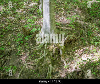 Riesige Baumwurzeln, die den Waldboden in der ausgetrockneten Bett des Baches. Selektive konzentrieren. Stockfoto