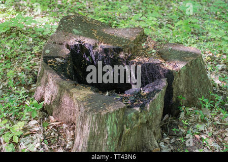 Grand Old verbrannt Stumpf. Selektive konzentrieren. Stockfoto