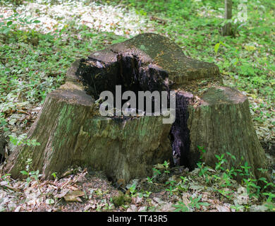 Grand Old verbrannt Stumpf. Selektive konzentrieren. Stockfoto