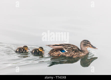 Carrigaline, Cork, Irland. 14 Juni, 2019. Eine Mutter mit zwei ihrer Nachkommen an den Ufern des Flusses Owenabue in Carrigaline, Co Cork, Irland. Quelle: David Creedon/Alamy leben Nachrichten Stockfoto