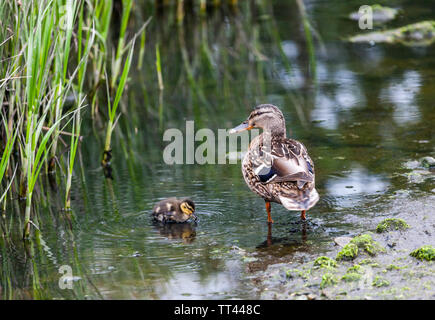 Carrigaline, Cork, Irland. 14 Juni, 2019. Eine Mutter mit einem Ihrer Entenküken am Ufer des Flusses Owenabue in Carrigaline, Co Cork, Irland. Stockfoto