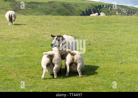 Zwei große Lämmer säugen von Mutter Schaf (Schaf) an Mwnt Bay, Ceredigion, Wales Stockfoto