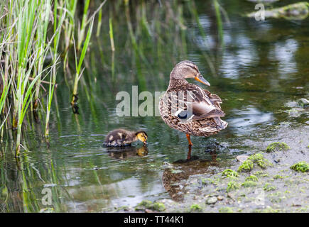 Carrigaline, Cork, Irland. 14 Juni, 2019. Eine Mutter mit einem Ihrer Entenküken am Ufer des Flusses Owenabue in Carrigaline, Co Cork, Irland. Stockfoto