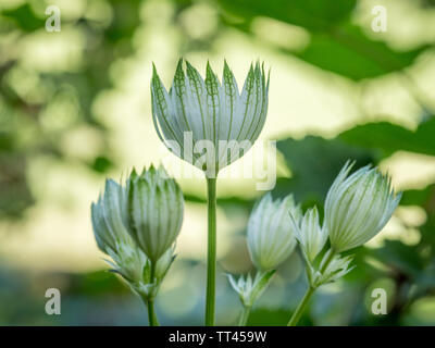 Eine beleuchtete Seite Profil ansehen von großer masterwort Blume Pflanze Blüte wächst mit grünem Hintergrund im Sommer UK Stockfoto