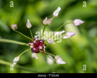 Eine Nahaufnahme Detailansicht von Allium oleraceum wilde Feld Knoblauch Zwiebel in Blume Blüte mit bokeh Hintergrund Stockfoto