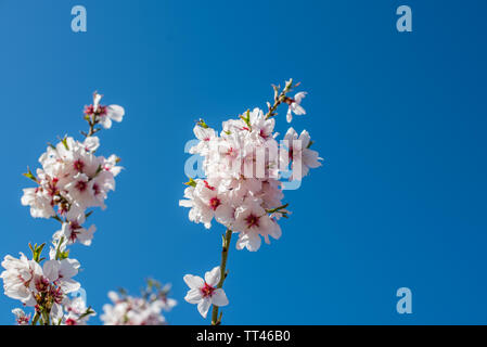 Blooming Tree Branch gegen den blauen Himmel, Katalonien, Spanien. Mit selektiven Fokus. Stockfoto
