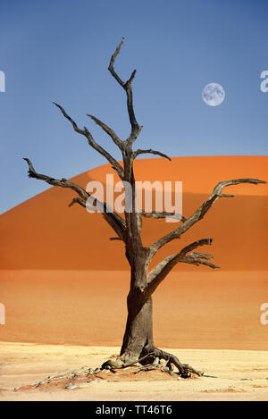 Baum im Tal Dead Vlei in der Wüste Sossusvlei, Namibia Stockfoto