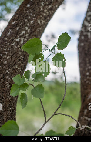 Ast mit Blätter von Aspen (Populus tremula). Selektive konzentrieren. Stockfoto