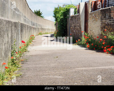 Sheerness, Kent, Großbritannien. 14 Juni, 2019. UK Wetter: sonnig und warm am Nachmittag in Sheerness, Kent. Klatschmohn in einer Gasse. Credit: James Bell/Alamy leben Nachrichten Stockfoto