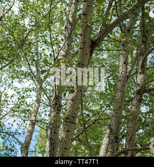 Das Aspen Bäume. (Populus tremula). Stockfoto