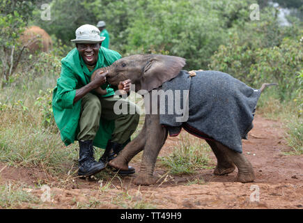 Orphan Baby Elefanten an der David Sheldrick Wildlife Trust in Nairobi, Kenia Stockfoto