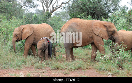 Baby Elefant an der Sheldrick Wildlife Trust in Nairobi, Kenia Stockfoto