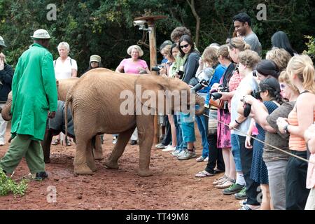 Orphan Baby Elefanten an der David Sheldrick Wildlife Trust in Nairobi, Kenia Stockfoto