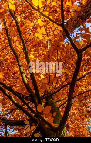Herbst Blätter an einem Baum im Wald an einem sonnigen Tag Stockfoto