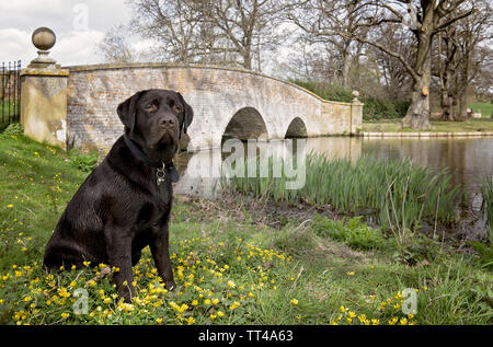 Chocolate Labrador in einem Feld Stockfoto