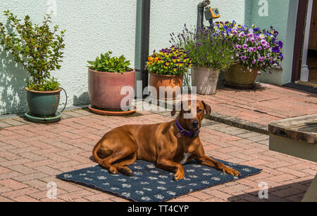 Ein Rhodesian Ridgeback Hund. Stockfoto