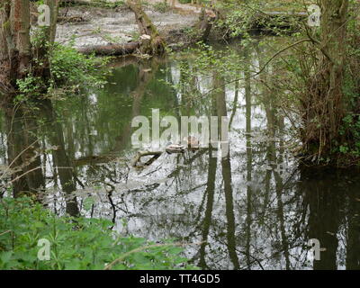 Stodmarsh National Nature Reserve, Kent, England Stockfoto