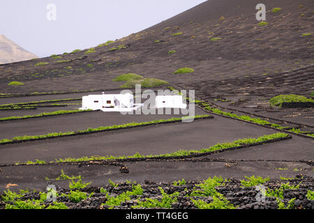 Weiße Bauernhof im Weinbaugebiet auf vulkanische Asche trockenen Boden in der Nähe von Uga, Lanzarote Stockfoto