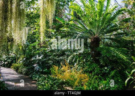 Pflanzen in der Orchidee und Cycad Haus an der Royal Botanic Garden, Edinburgh, Schottland. Stockfoto