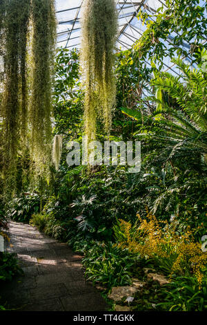 Pflanzen in der Orchidee und Cycad Haus an der Royal Botanic Garden, Edinburgh, Schottland. Stockfoto