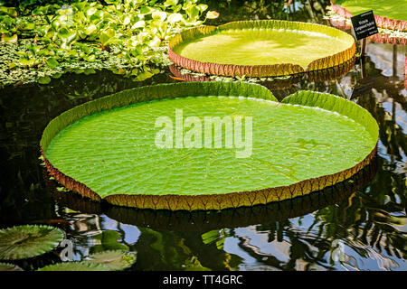 Victoria Longwood Hybrid Seerosen in den Pflanzen & Menschen Haus am Royal Botanic Garden, Edinburgh, Schottland. Stockfoto