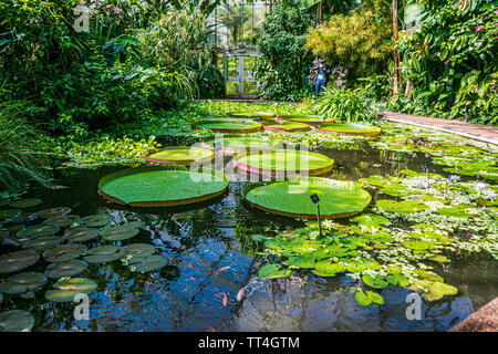 Victoria Longwood Hybrid Seerosen in den Pflanzen & Menschen Haus am Royal Botanic Garden, Edinburgh, Schottland. Stockfoto