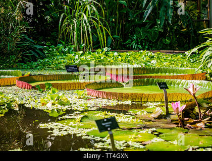 Victoria Longwood Hybrid Seerosen in den Pflanzen & Menschen Haus am Royal Botanic Garden, Edinburgh, Schottland. Stockfoto