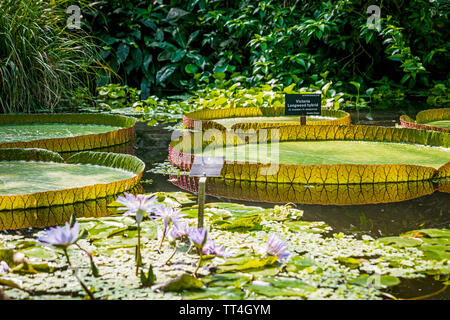 Victoria Longwood Hybrid Seerosen in den Pflanzen & Menschen Haus am Royal Botanic Garden, Edinburgh, Schottland. Stockfoto