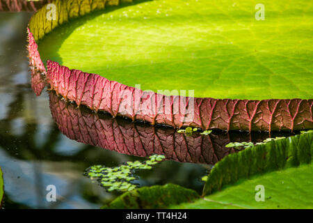 Victoria Longwood Hybrid Seerosen in den Pflanzen & Menschen Haus am Royal Botanic Garden, Edinburgh, Schottland. Stockfoto