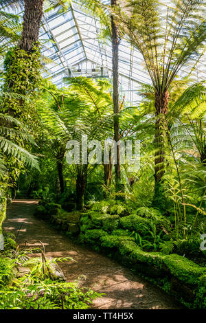 In der Farne Farne & Fossilien Haus an der Royal Botanic Garden, Edinburgh, Schottland. Stockfoto